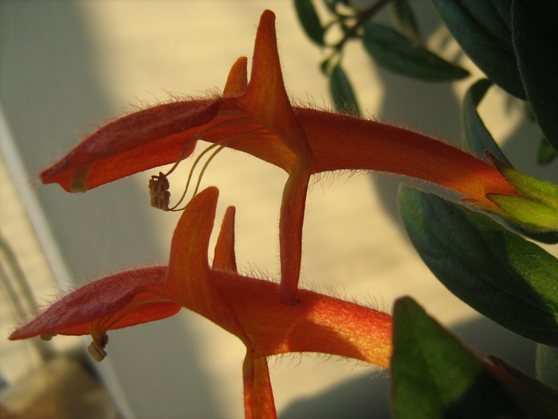 columnea goldfish plant. plants from my collection: